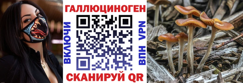 где продают   Комсомольск  Псилоцибиновые грибы Psilocybe 